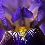 A close up of the center of an iris flower.