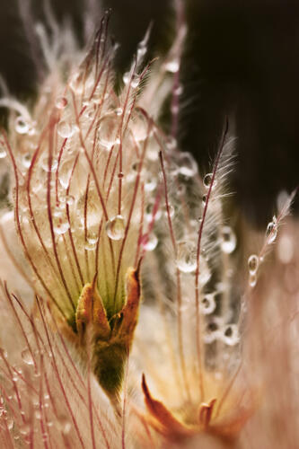 Apache Plume After the Rain