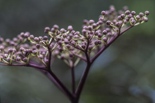 Black Lace Elderberry