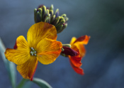 Western Wallflower