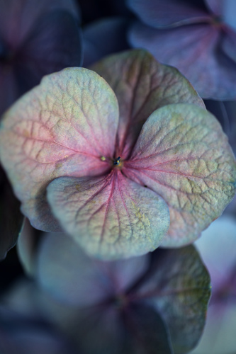 Hydrangea